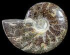 Polished, Agatized Ammonite (Cleoniceras) - Madagascar #54537-1